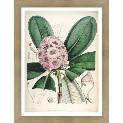 Vintage Botanical IX by Julia Kearney Framed Painting Print