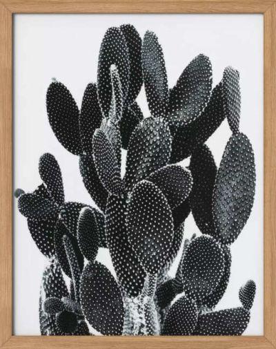 Cactus Framed Print