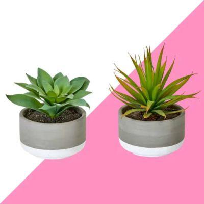 2 Piece Desktop Succulent Plant in Pot Set