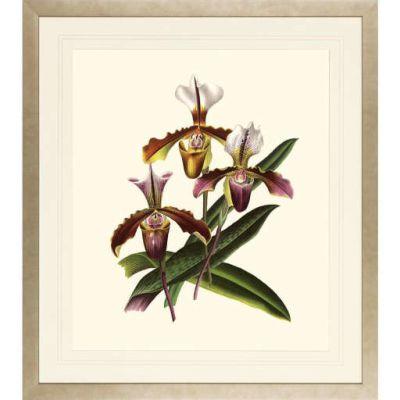 Orchids on Light Cream Framed Art Print VI