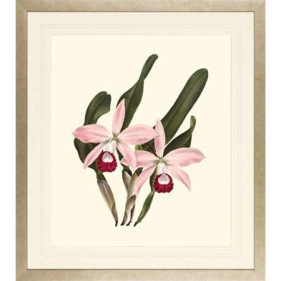 Orchids on Light Cream Framed Art Print III