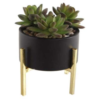 Mix Stand Desktop Succulent Plant in Pot