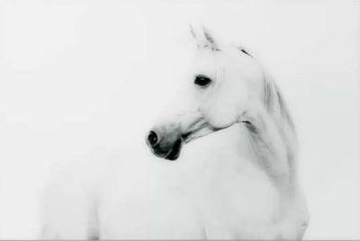 'Blanco Stallion Horse' Graphic Art Print on Glass