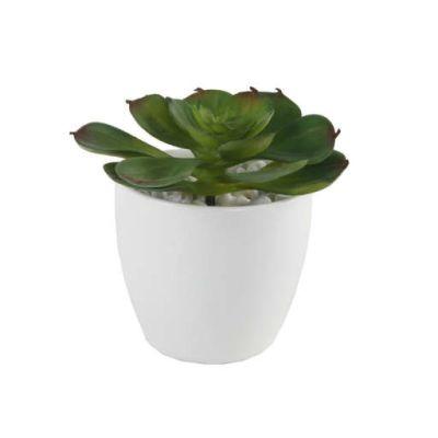 Echeveria Desktop Succulent Plant in Pot
