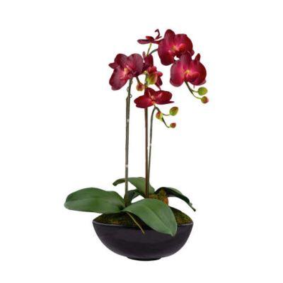Burgundy Phalaenopsis Orchids in Black Vase