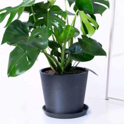 Bloomscape Potted Monstera Plant