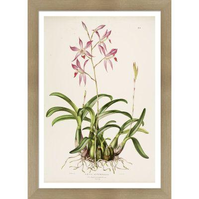 Vintage Botanical V by Julia Kearney Framed Painting Print