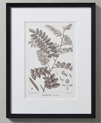 LATE 18TH C FRENCH BOTANICAL DRAWINGS 1