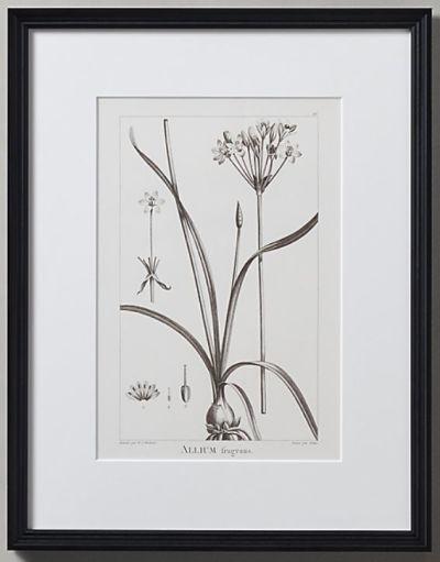 LATE 18TH C FRENCH BOTANICAL DRAWINGS 9