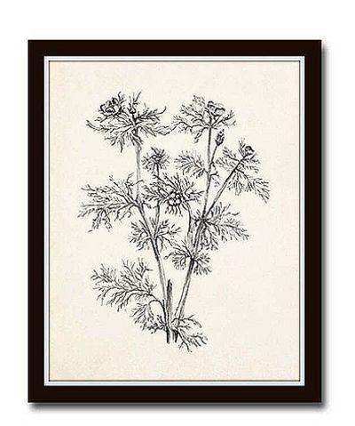 Vintage Botanical Sketch Prints