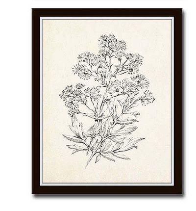 Vintage Botanical Sketch Prints