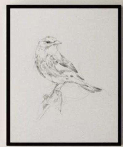 Avian Study I Drawing Print on Canvas