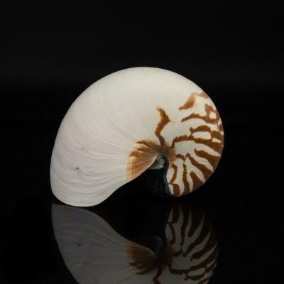 Genuine Nautilis Shell
