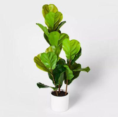 Fiddle Leaf Fig Plant in Pot Green/White - Threshold