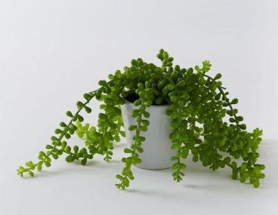 Faux Potted Green Trailing Succulent Plant
