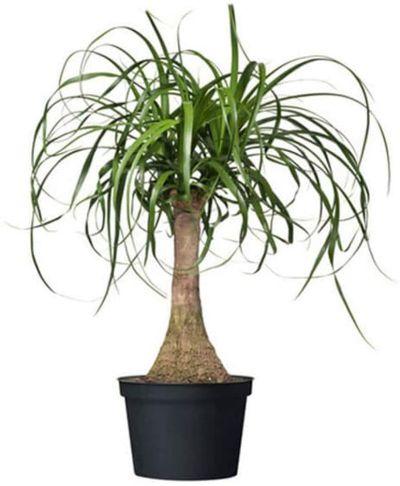 AMERICAN PLANT EXCHANGE Ponytail Palm Single Trunk Live Plant, 6" Pot, Indoor/Outdoor Air Purifier