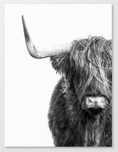 Highland Cow Portrait Black and White Canvas Print