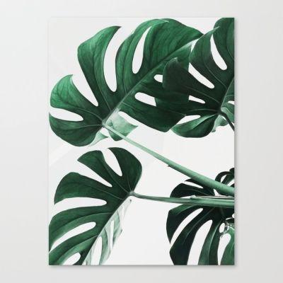 Monstera Leaves Canvas Print