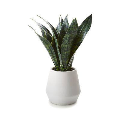 Artificial Snake Plant in Pot