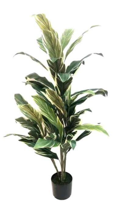 Green and White Potted Cordyline Tree