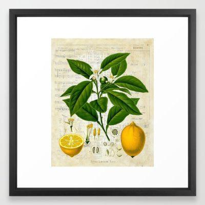 Lemon Botanical print on antique almanac collage Framed Art Print