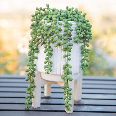 Donkey Tail String of Pearls Succulent Plant in Pot