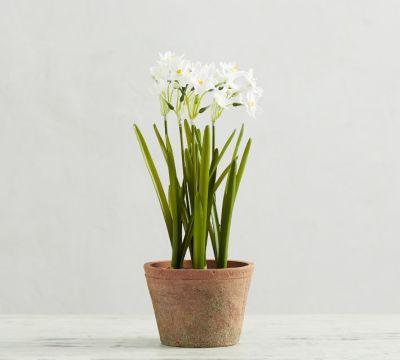 Faux potted paperwhites