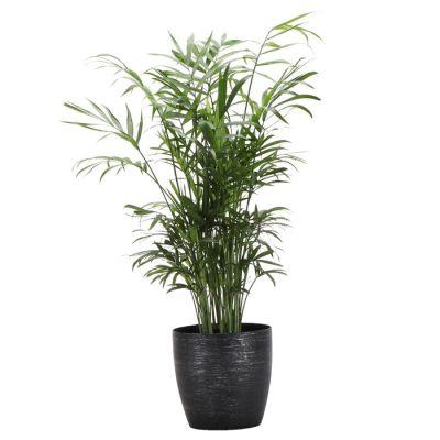 10 Live Neantha Bella Palm Plant in Pot