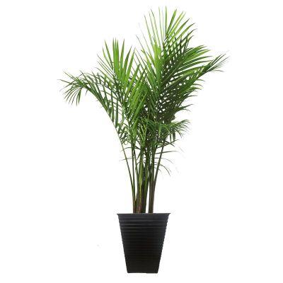 Live Majesty Palm Tree in Planter