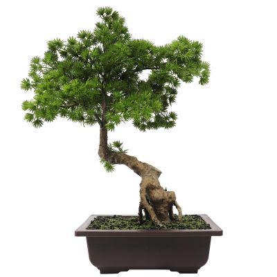 Artificial Pine Bonsai Tree in Pot