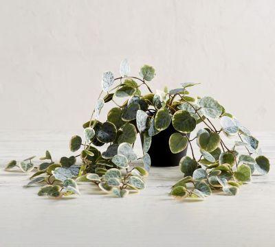 Faux Trailing Variegated String Of Hearts Houseplant