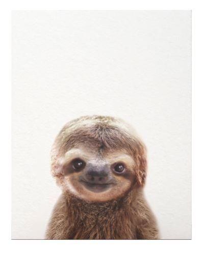 Baby Sloth Baby Animals Art Print Unframed