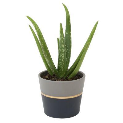 Succulent Desktop Plant in a Ceramic Pot