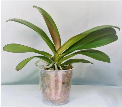 Growers Orchid Phalaenopsis